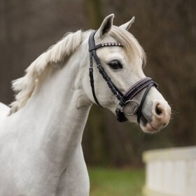 QHP - Bixie trense QHP - Bixie trense