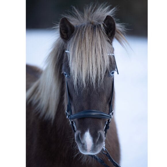 HorseGuard - Norfolk islænder trense